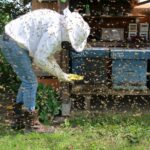 Početak pčelarstva u Bosni i Hercegovini – pčelar i košnice